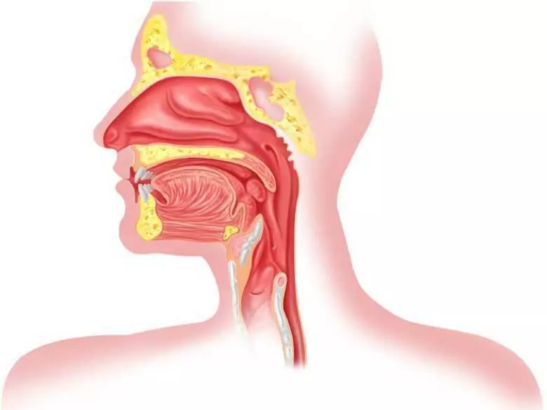 Polifenole obecne w winie mogą zwalczać bakterie jamy ustnej